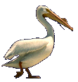 :pelican1: